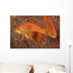 Scalefin Anthias Fish Beqa Trio Wall Decal