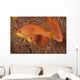 Scalefin Anthias Fish Beqa Trio Wall Decal