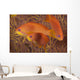 Scalefin Anthias Fish Beqa Trio Wall Decal