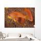 Scalefin Anthias Fish Beqa Trio Wall Decal