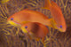 Scalefin Anthias Fish Beqa Trio Wall Decal
