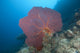 Large Red Gorgonian Sea Light Wall Decal