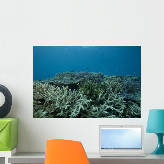 Healthy Corals Cover Reef Landscape Wall Decal