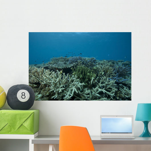 Healthy Corals Cover Reef Landscape Wall Decal