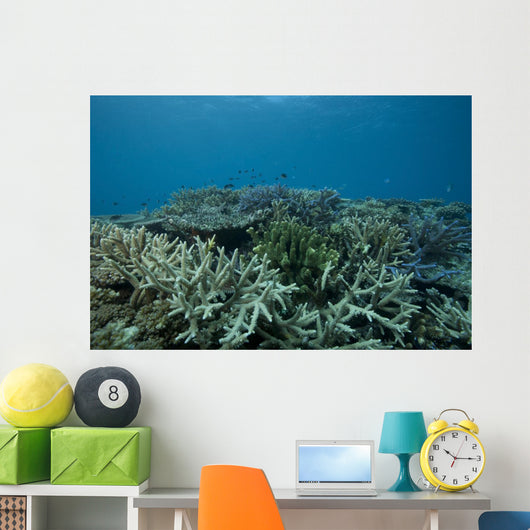 Healthy Corals Cover Reef Landscape Wall Decal