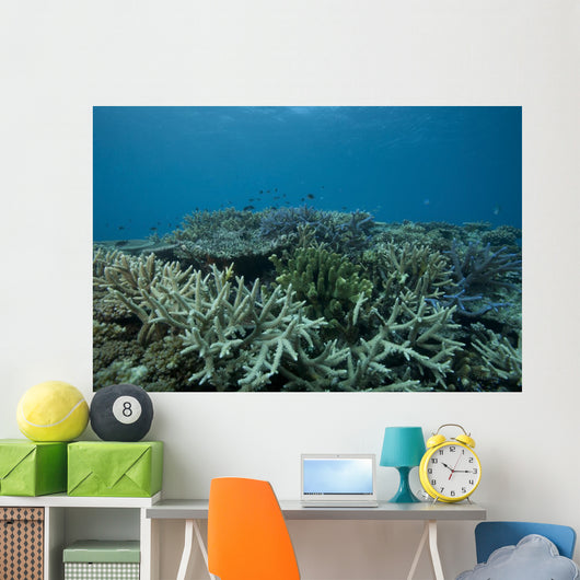 Healthy Corals Cover Reef Landscape Wall Decal