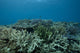 Healthy Corals Cover Reef Landscape Wall Decal