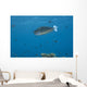 Spotted Unicornfish Swimming Fiji Wall Decal