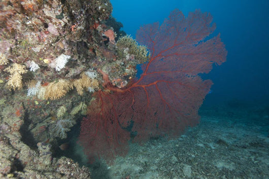 Large Red Gorgonian Sea Fanned Wall Decal