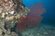 Large Red Gorgonian Sea Fanned Wall Decal