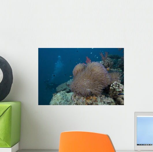 Diver Swims past Large Wall Decal