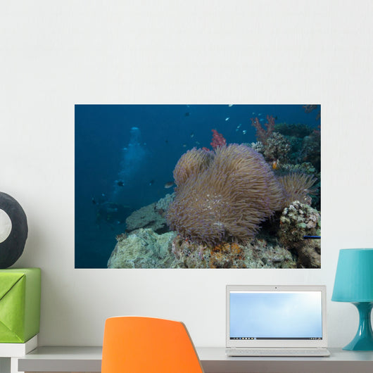 Diver Swims past Large Wall Decal