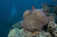 Diver Swims past Large Wall Decal