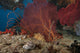 Large Red Gorgonian Sea Landscape Wall Decal