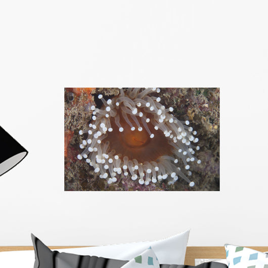 Sea Anemone Beqa Lagoon Close-up Wall Decal
