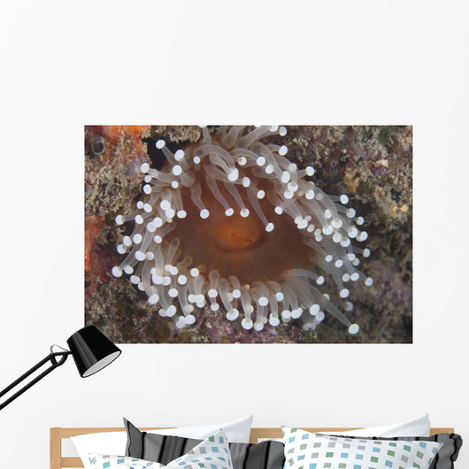 Sea Anemone Beqa Lagoon Close-up Wall Decal