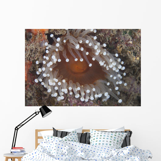 Sea Anemone Beqa Lagoon Close-up Wall Decal