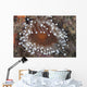 Sea Anemone Beqa Lagoon Close-up Wall Decal