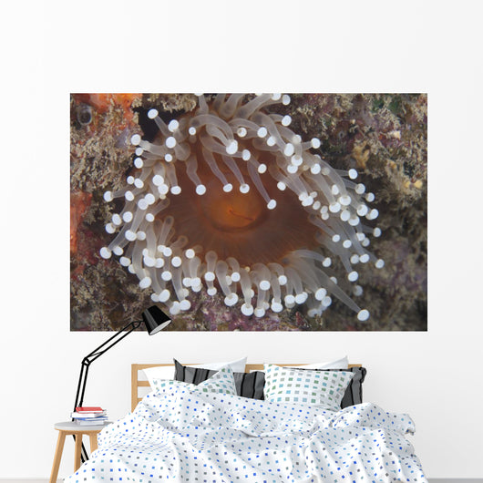 Sea Anemone Beqa Lagoon Close-up Wall Decal