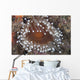 Sea Anemone Beqa Lagoon Close-up Wall Decal
