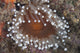Sea Anemone Beqa Lagoon Close-up Wall Decal