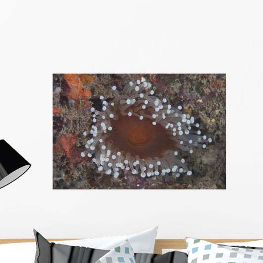 Sea Anemone Beqa Lagoon Wall Decal