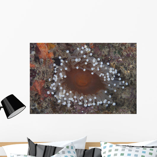 Sea Anemone Beqa Lagoon Wall Decal