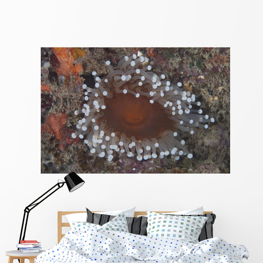 Sea Anemone Beqa Lagoon Wall Decal