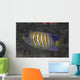 Regal Angelfish Swimming Waters Close-up Wall Decal