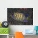 Regal Angelfish Swimming Waters Close-up Wall Decal