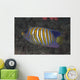 Regal Angelfish Swimming Waters Close-up Wall Decal