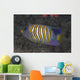 Regal Angelfish Swimming Waters Close-up Wall Decal