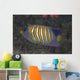 Regal Angelfish Swimming Waters Close-up Wall Decal