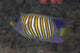 Regal Angelfish Swimming Waters Close-up Wall Decal