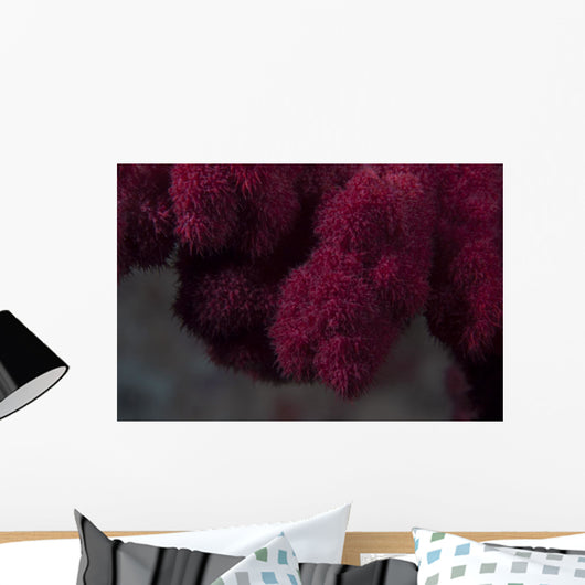 Extreme Close-up Soft Coral Upward Angle Wall Decal