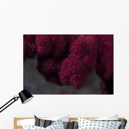 Extreme Close-up Soft Coral Upward Angle Wall Decal
