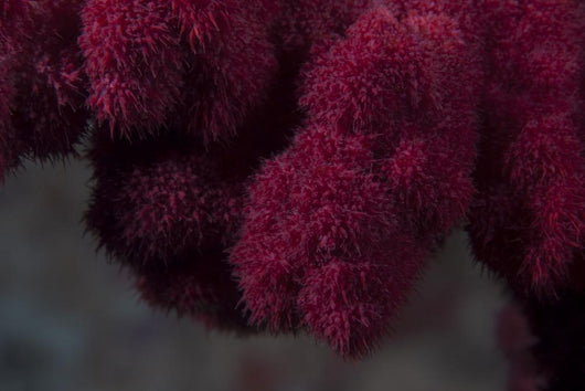 Extreme Close-up Soft Coral Upward Angle Wall Decal