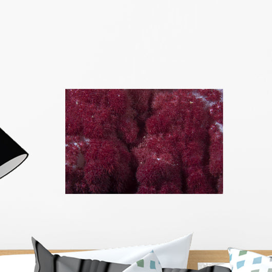 Extreme Close-up Soft Coral Wall Decal