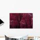 Extreme Close-up Soft Coral Wall Decal