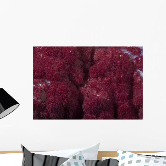 Extreme Close-up Soft Coral Wall Decal