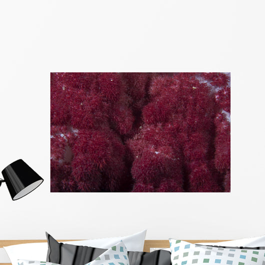 Extreme Close-up Soft Coral Wall Decal