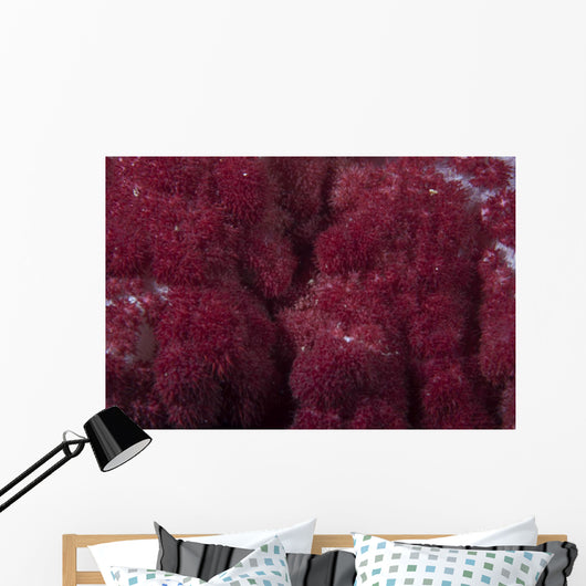 Extreme Close-up Soft Coral Wall Decal