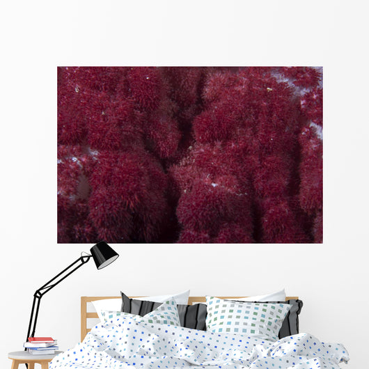 Extreme Close-up Soft Coral Wall Decal