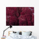 Extreme Close-up Soft Coral Wall Decal