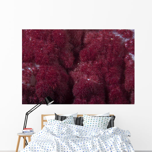 Extreme Close-up Soft Coral Wall Decal
