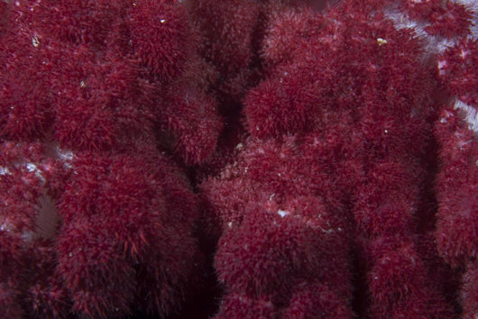 Extreme Close-up Soft Coral Wall Decal