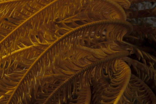 Close-up Image Yellow Crinoid Wall Decal