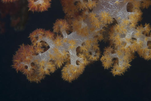 Close-up Tree Coral Fijian Yellow Wall Decal