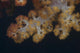 Close-up Tree Coral Fijian Yellow Wall Decal