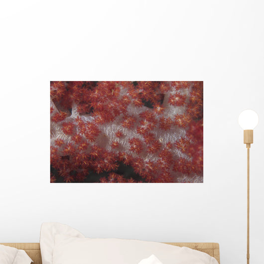 Red Tree Coral Fijian Covered Wall Decal